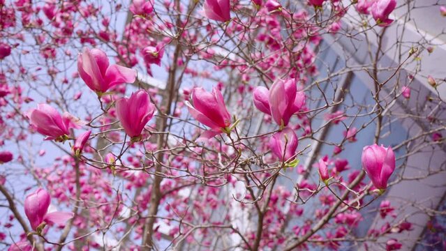 Magnolia，Spring flowers bloom，in the warm spring , flowers are coming out with a rush