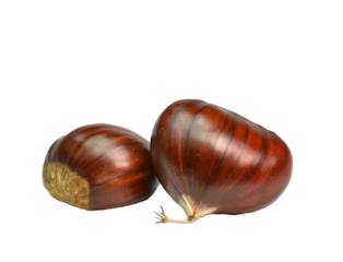 chestnut chestnuts chesnuts isolated for background autumn