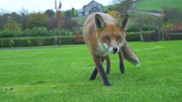 Curious Fox walking and looking at camera