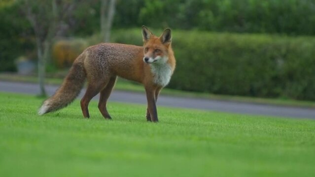 Red Fox looks around walks out of frame 96fps