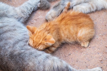 Mother cat resting on a concrete floor and nursing her ginger kitten. Ginger kitten drink milk from their gray mother cat lying on the ground, otdoors.