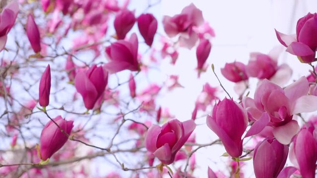 Magnolia，Spring flowers bloom，in the warm spring , flowers are coming out with a rush