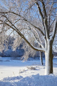 Beautiful tree trunk, branches and twigs covered in heavy snow with a bright blue sky
