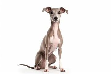 Italian Greyhound dog isolated on white background. Generative AI