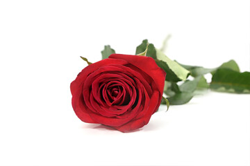 Blooming bright red roses on a white background