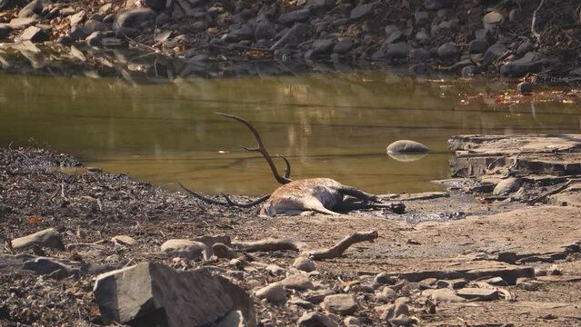 A chital or Spotted dear killed by Leopard in Panna National Park of Central India
