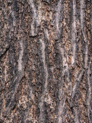 rustic brown tree texture