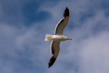 Gaviota Dominicana (Larus dominicanus) en pleno vuelo