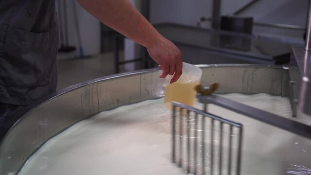 Cheesemaker pours rennet in a large stainless steel tank full of milk.