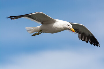 Gaviota Dominicana (Larus dominicanus) en pleno vuelo