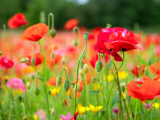 Fototapeta na wymiar Poppy flowers with buds and seed pods in a summer garden