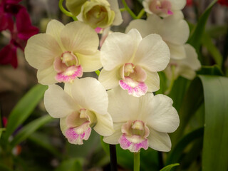 Obraz na płótnie Canvas Four beautiful light cream coloured orchid blooms