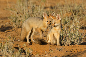 Naklejka na ściany i meble Cape foxes (Vulpes chama) in early morning light, Kalahari desert, South Africa.