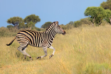 A plains zebra (Equus burchelli) running in grassland, South Africa.