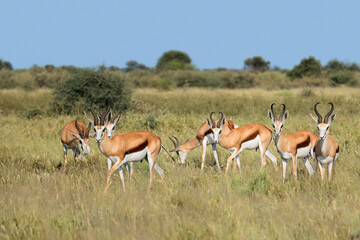 Naklejka na ściany i meble Springbok antelopes (Antidorcas marsupialis) in natural habitat, South Africa.