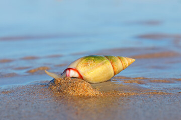 Plough snail (Bulliua digitalis), a species of sea snail, on the beach, South Africa .