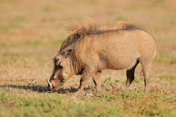 Naklejka na ściany i meble A warthog (Phacochoerus africanus) feeding in natural habitat, Addo Elephant National Park, South Africa.