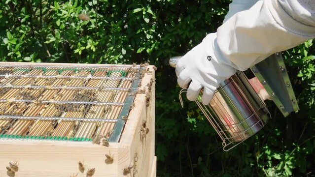 Beekeeper use smager smoker to calm his bees. Slow motion