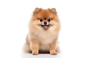 Obraz premium Pomeranian dog isolated on white background. Generative AI