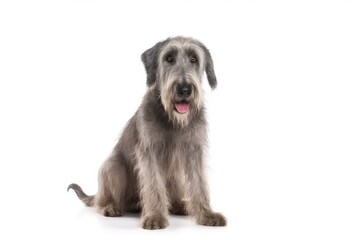 Irish Wolfhound dog isolated on white background. Generative AI