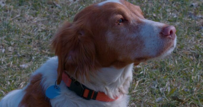 Slow motion shot of a beautiful brown and white dog sitting in the park