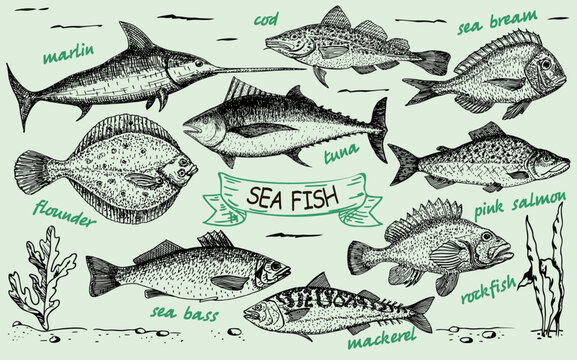 Fish sketch set. Ink sketches. Hand drawn marlin, tuna, sea bass, salmon. Vector set of saltwater sea fish for fishing design. Retro style. Card menu seafood. vintage design template, banner.