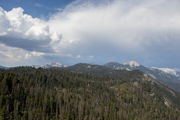 Fototapeta na wymiar Summer in Sequoia