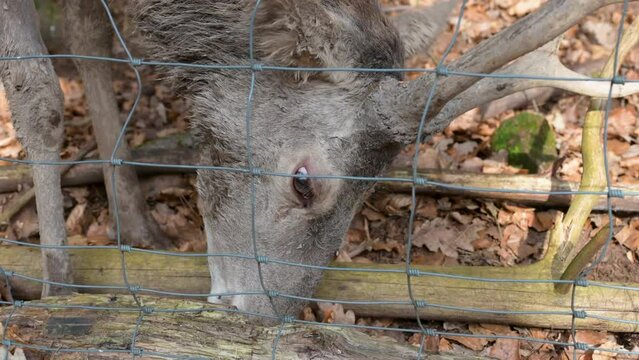 Close-up male deer is eating from the ground, metal fence in the front, at safari park Brudergrund, Erbach, Germany