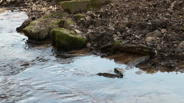 Water flows through a calm river in the woods, split between water and riverbank, Erbach, Germany