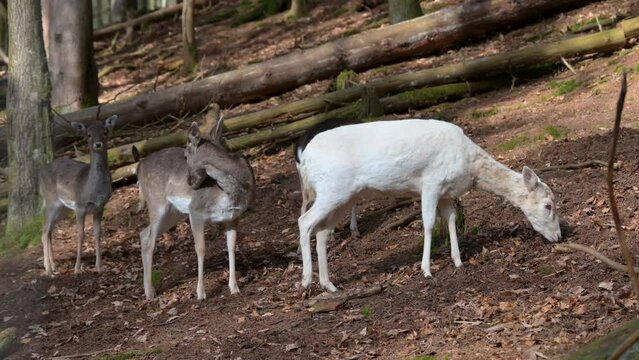 White and brown deer looking for food, resting in the forest underneath a tree, Safari Park Brudergrund, Erbach, Germany