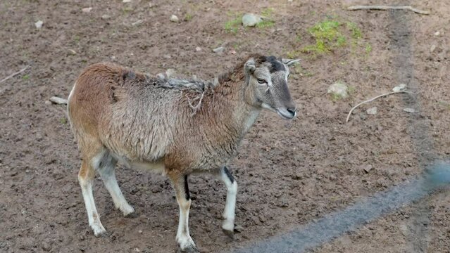 Goat is walking to a metal fence, waiting for food from a visitor at Safari Park Brudergrund, Erbach, panning shot