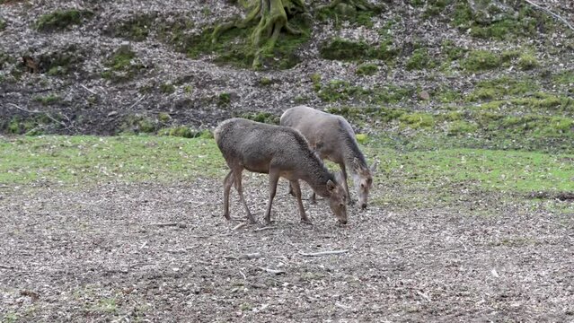 Two female deer looking for food on the ground in the pasture, view from the distance, side view, meadow in the background, Brudergrund, Erbach, Germany