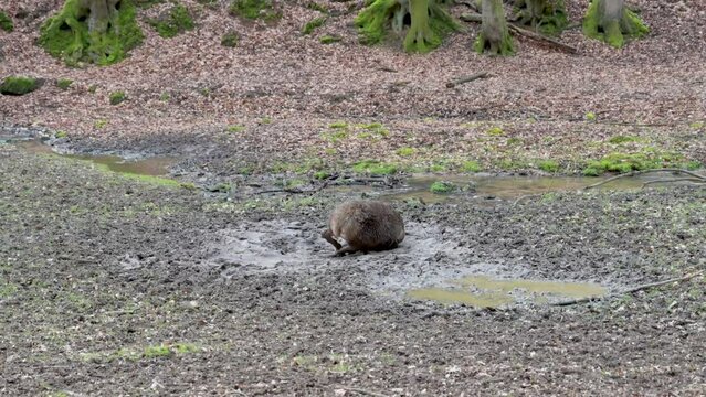 Female deer takes a mud bath and lying down in the mud at Safari Park Brudergrund, Erbach, Germany, view from the distance