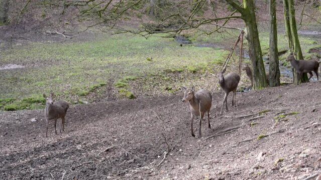 Group of female deer cow walking in a row and looking at their surroundings at Safari Park Brudergrund, Erbach, Germany during springtime