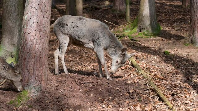 Female deer is looking at the surroundings, looking for food on the ground, forest in the background, Safari Park Brudergrund, Erbach