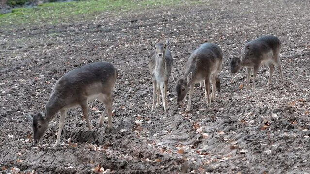Group of fawn female deer looking for food on the ground, walking around, looking at camera, Brudergrund, Erbach, Germany