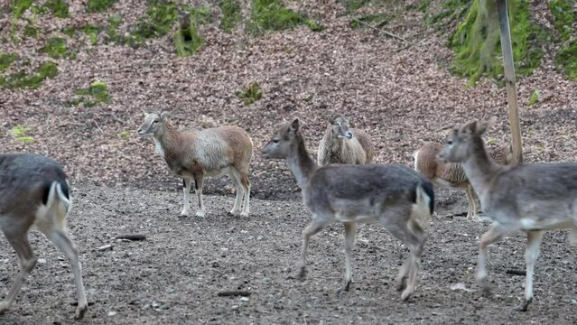 Group of goats standing around while a group of fawn female deer walking in front, Brudergrund, Erbach