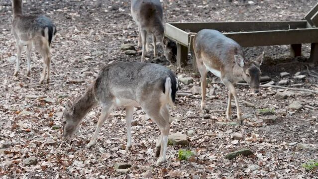 Group of female deer standing, looking for food, walking away at Safari Park Brudergrund, Erbach during springtime