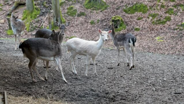 Group of fawn female deer with white and brown fur standing and walking around at Safari Park Brudergrund, Erbach, Germany during springtime