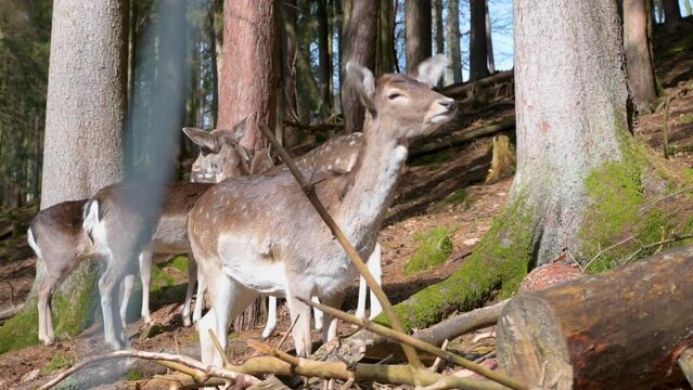 Group of deer calf resting underneath a tree in the forest at Safari Park Brudergrund, Erbach, Germany, Deer in the front is looking around