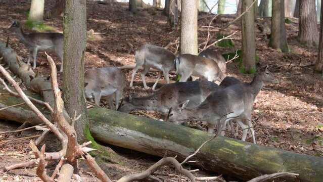 Group of female deer resting in the forest underneath a tree. view from the distance, Safari Park Brudergrund, Erbach, Germany