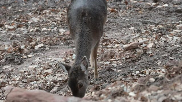 Two female deer fawn looking for food and starts looking at camera, springtime, Brudergrund, Erbach, Germany