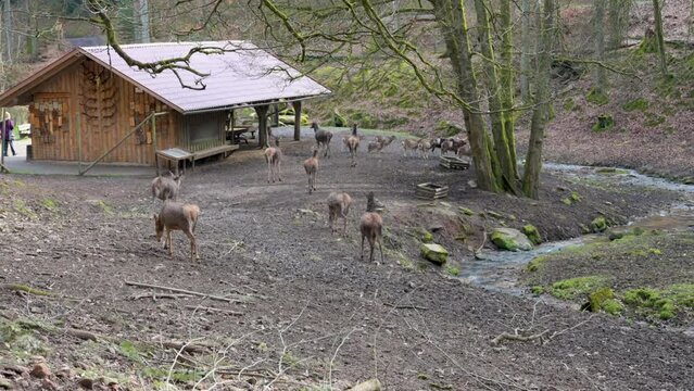 Deer and goats walking to the main building at Safari Park Brudergrund, Erbach, Germany during springtime, view from the distance