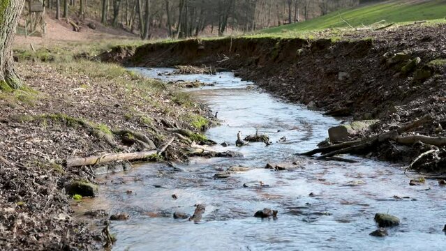 Calm river flows through a forest, natural landscape with riverbank at Erbach Safari Park, Germany