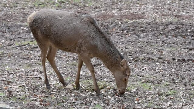 One single female deer eats from the ground during springtime, side view, Brudergrund, Erbach