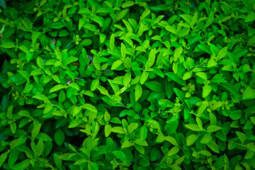 Close up leave texture background