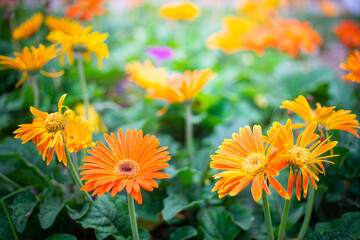 Close up gerbera flower in park