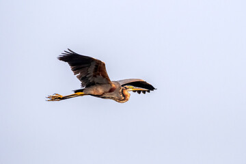 Purple heron or Ardea purpurea observed at Nalsarovar in Gujarat, India