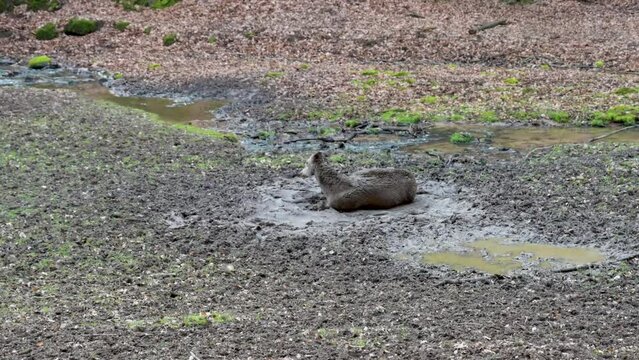 Female deer lying in mud turning around, shaking the head at Safari Park Brudergrund, Erbach, Germany during springtime