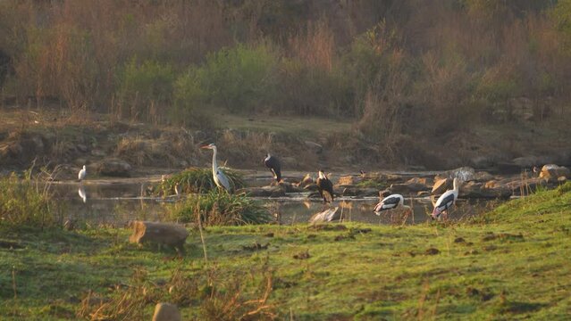 Flock of Wooly Necked and Painted Stork with Gray Herons Migratory Birds at a river stream in forests of Gwalior Madhya Pradesh